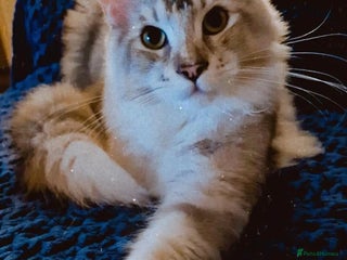 Maine Coon cats 3 year old female Maine coon - Advert 4