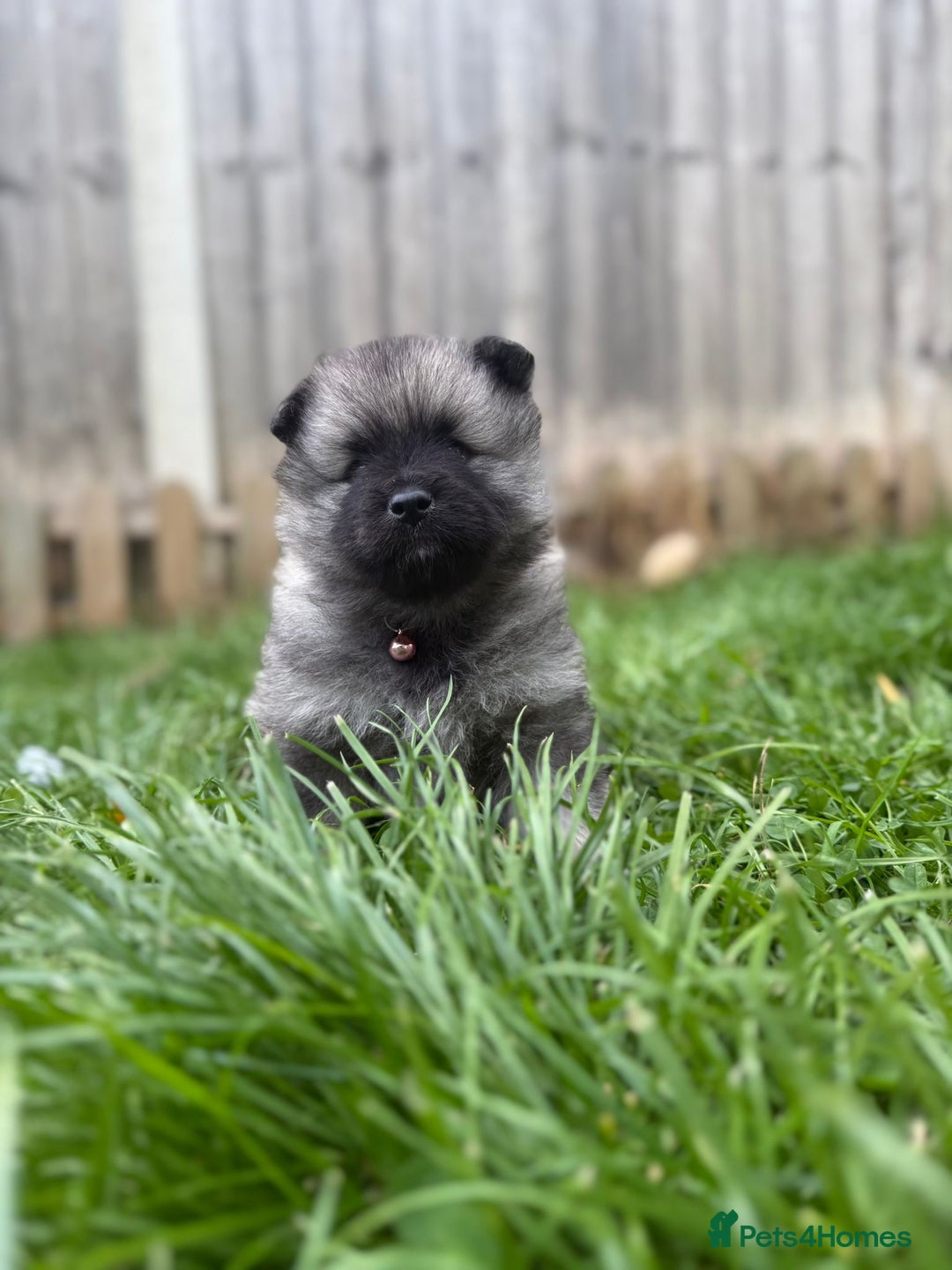 Keeshond dogs for sale: One female available  - Image 4