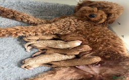 Australian Labradoodle dogs for sale: Australian Golden doodle female , ready to go - Image 10