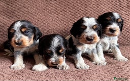 Cocker Spaniel dogs for sale: KC REG SHOW TYPE COCKER SPANIELS  - Image 27