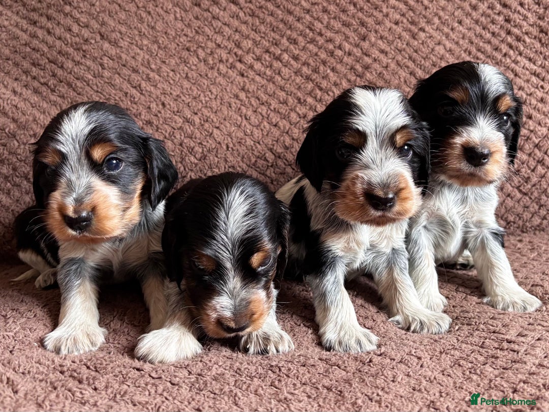 Cocker Spaniel dogs for sale: KC REG SHOW TYPE COCKER SPANIELS  - Image 27
