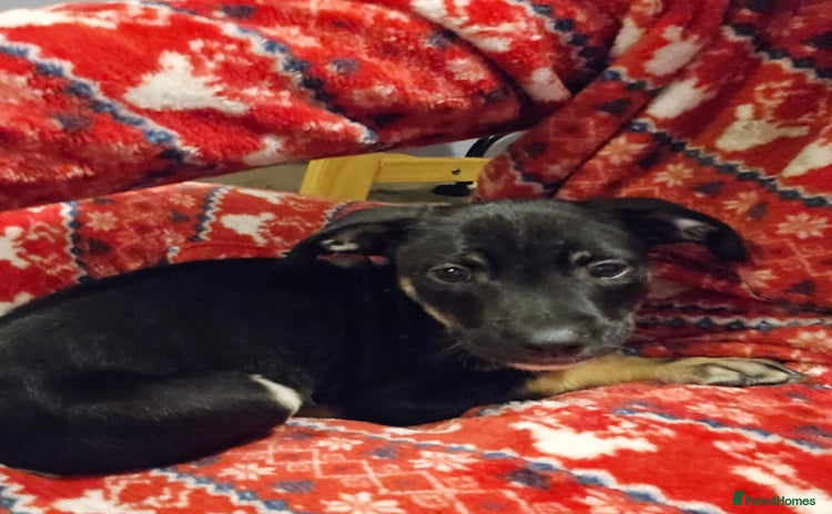 Mixed Breed dogs REDUCED - BEAUTIFUL LURCHER PUPPIES - Advert 2