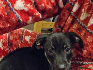Mixed Breed dogs REDUCED - BEAUTIFUL LURCHER PUPPIES - Advert 6