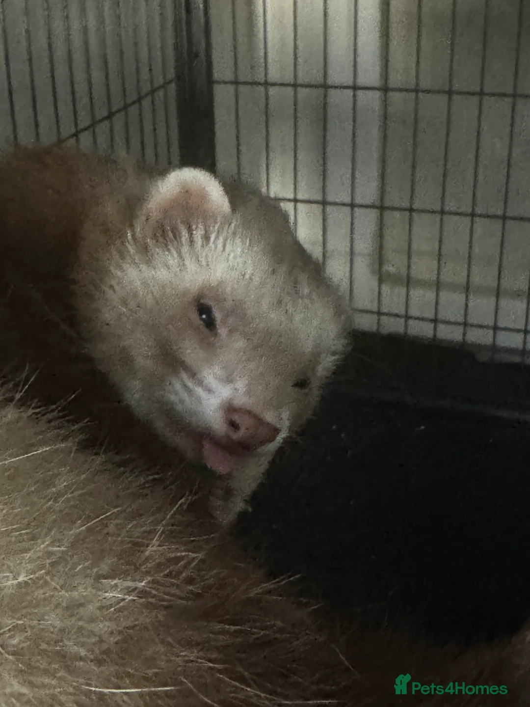 Ferret rodents for sale: Beautiful semi angora cinnamon ferret - Advert 11
