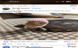 Mixed Breed dogs for sale: Gorgeous sprockerpoo puppies 🐶 - Image 8