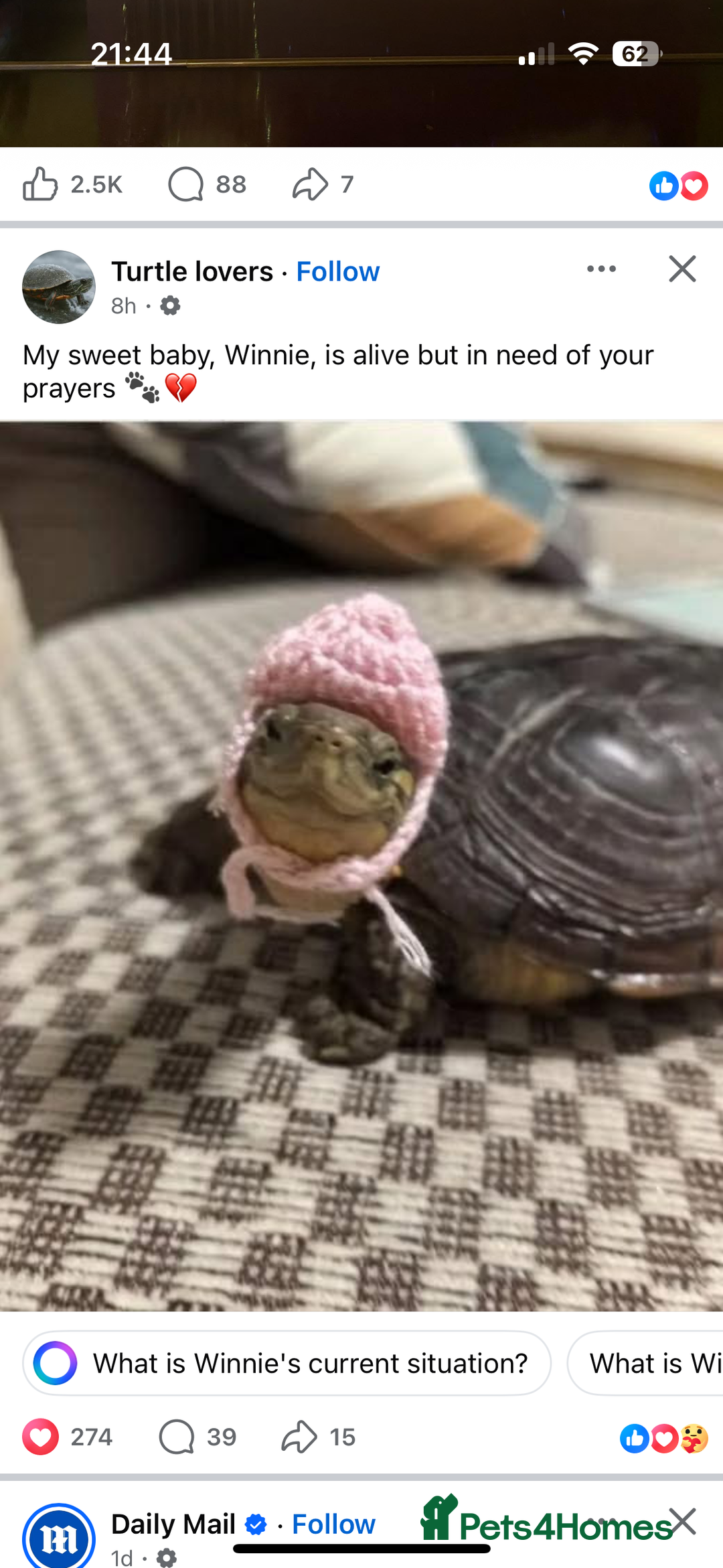 Mixed Breed dogs for sale: Gorgeous sprockerpoo puppies 🐶 - Image 8