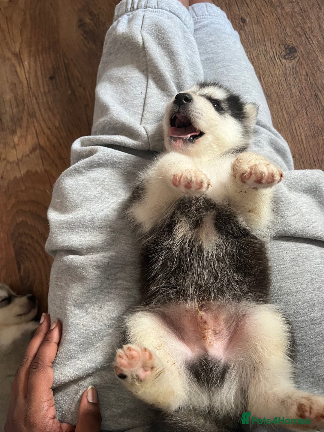 Utonagan dogs for sale: Siberian Husky cross Alaskan Malamutes Puppies - Image 9
