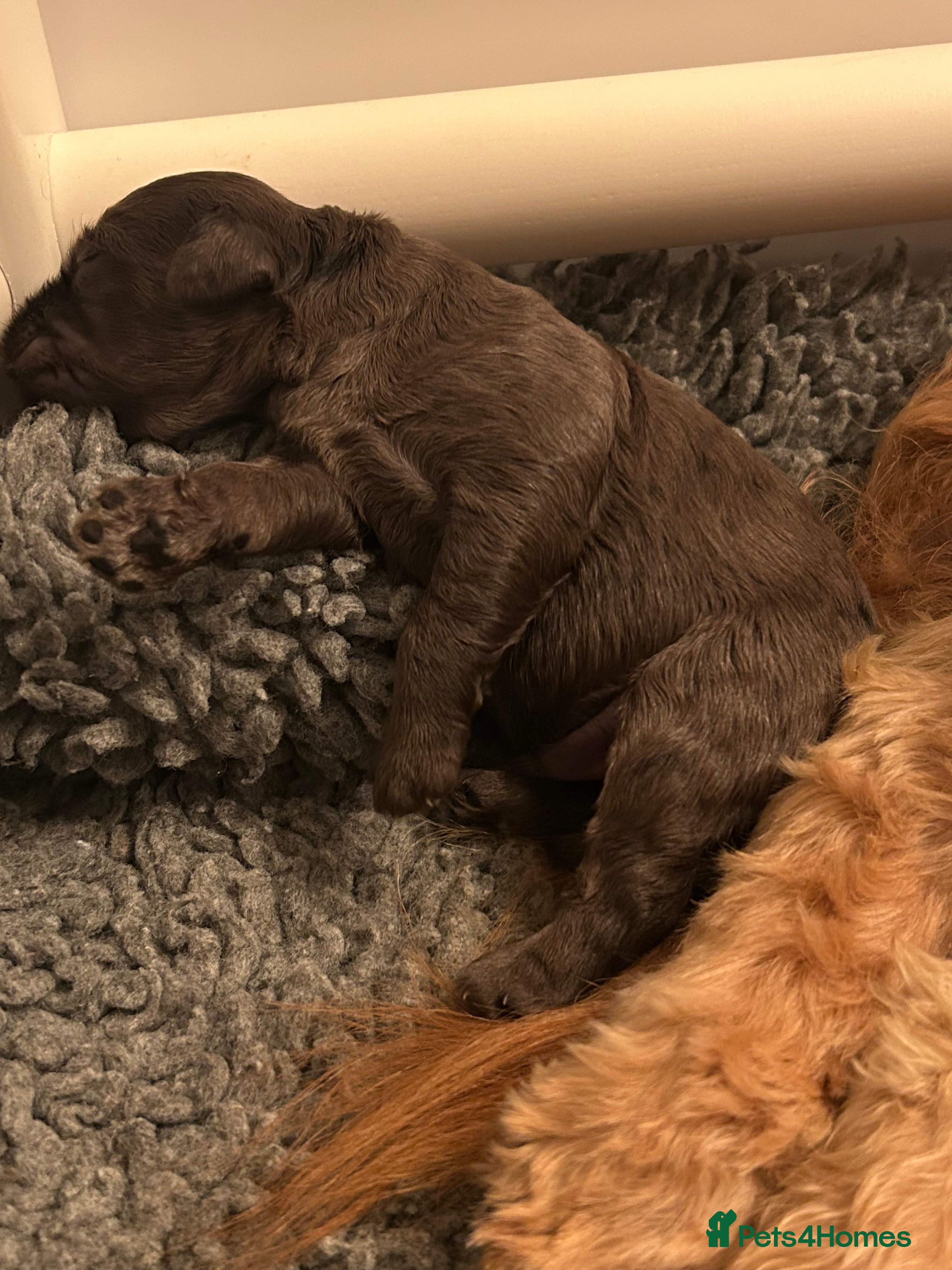 Mini Goldendoodle dogs Dazzling F1b Goldendoodles - Advert 3