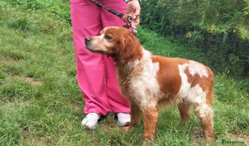Brittany Spaniel dogs Poker - Advert 4