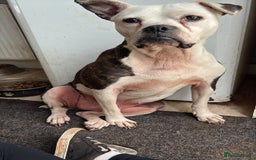 Mixed Breed dogs for sale: Female dog for sale - Image 2