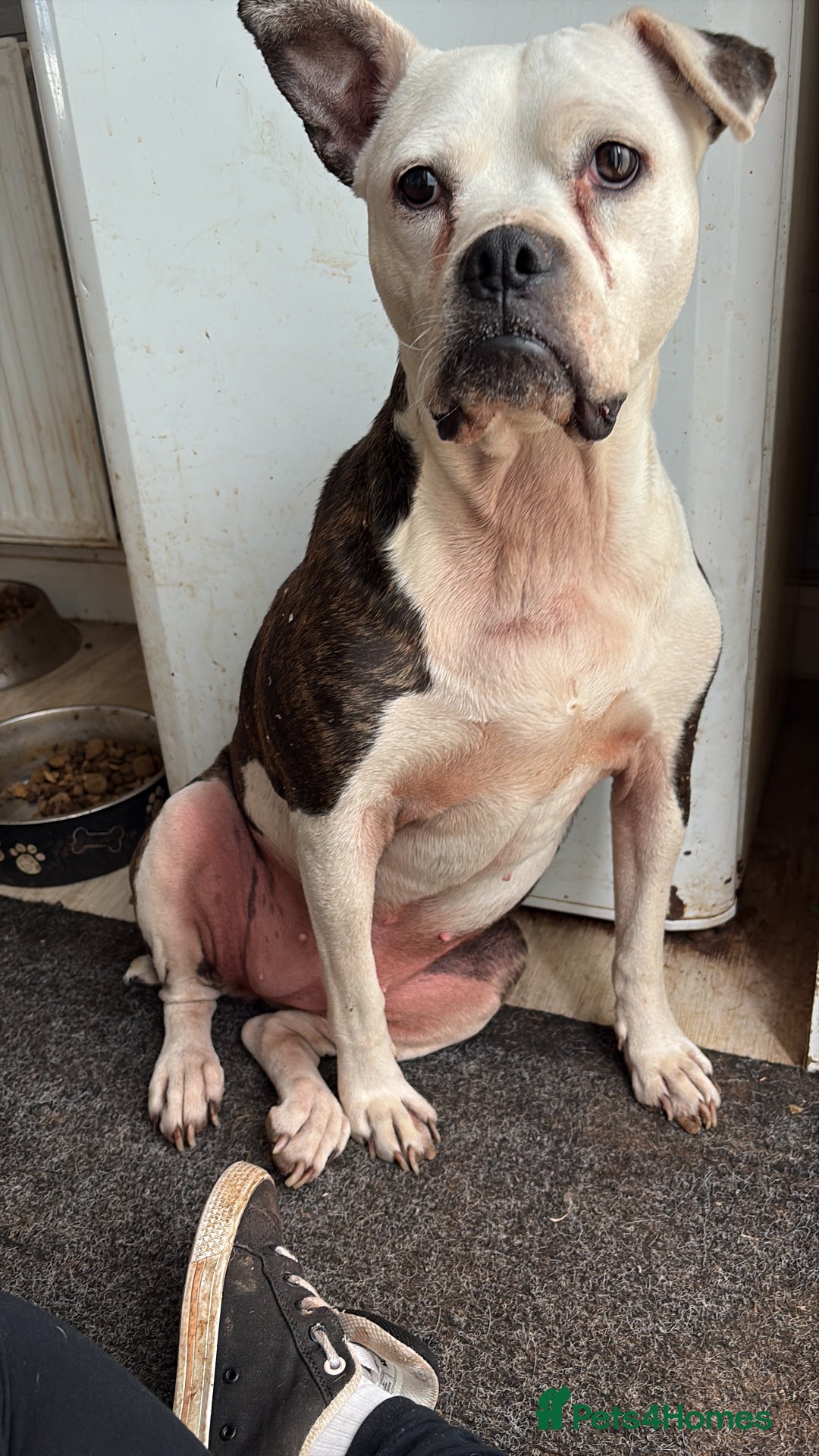 Mixed Breed dogs for sale: Female dog for sale - Image 2