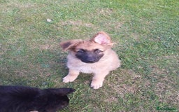 German Shepherd dogs for sale: Straight back gsd puppies  - Image 20