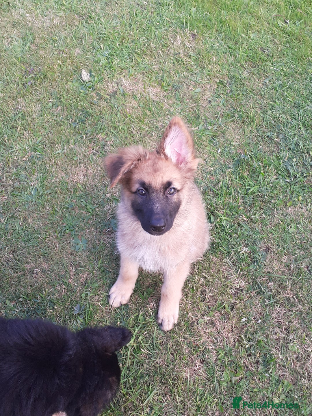 German Shepherd dogs for sale: Straight back gsd puppies  - Image 20