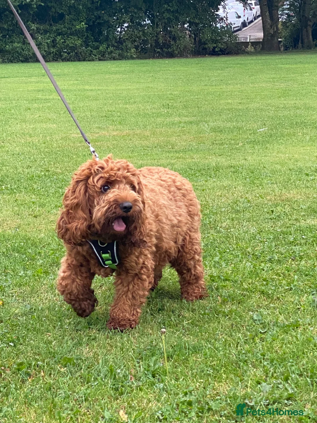 Cavapoo dogs for sale: Loving,Red,Cavapoo, Adult Girl - Advert 6