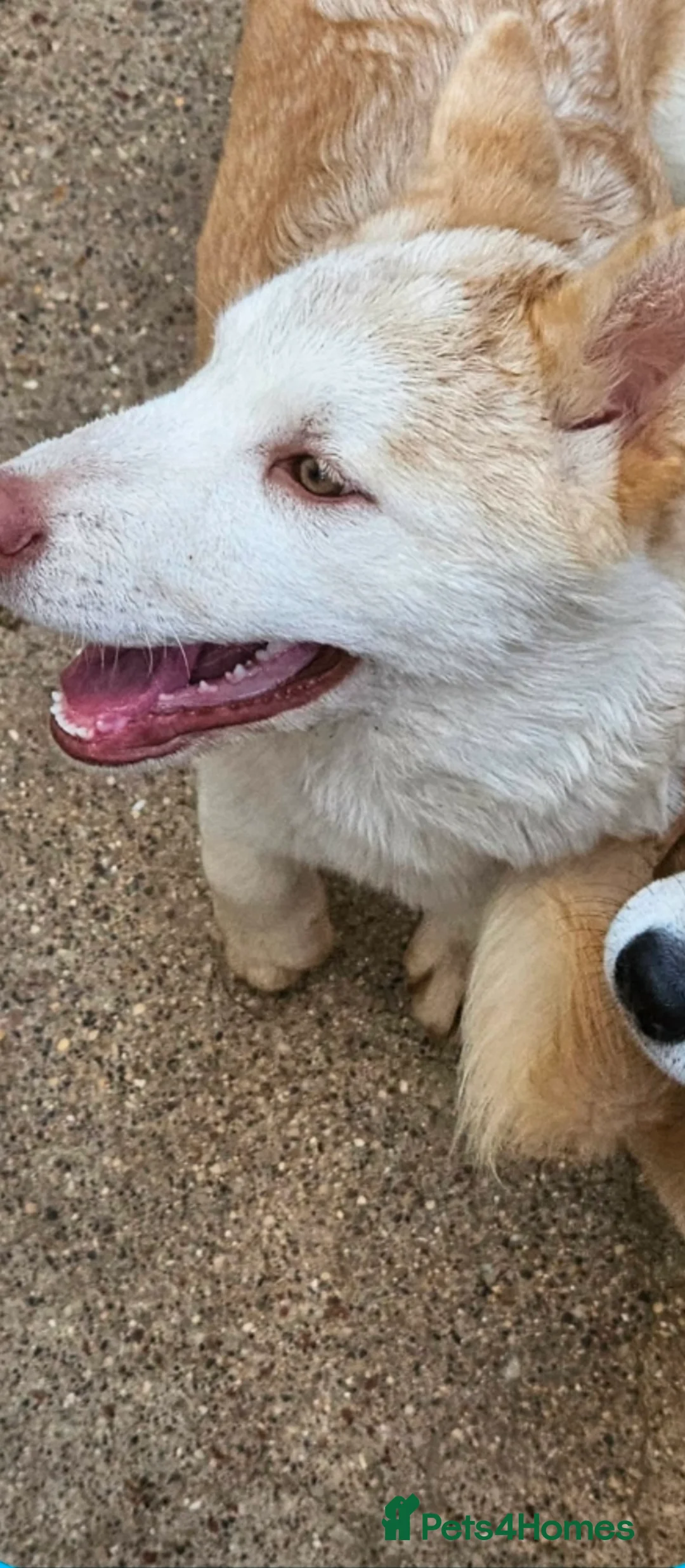 Mixed Breed dogs for sale: 2x 6Month old Chowskis  - Advert 2