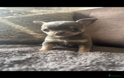 Chihuahua dogs for sale: Small Lilac Chihuahua looking for forever home - Image 2