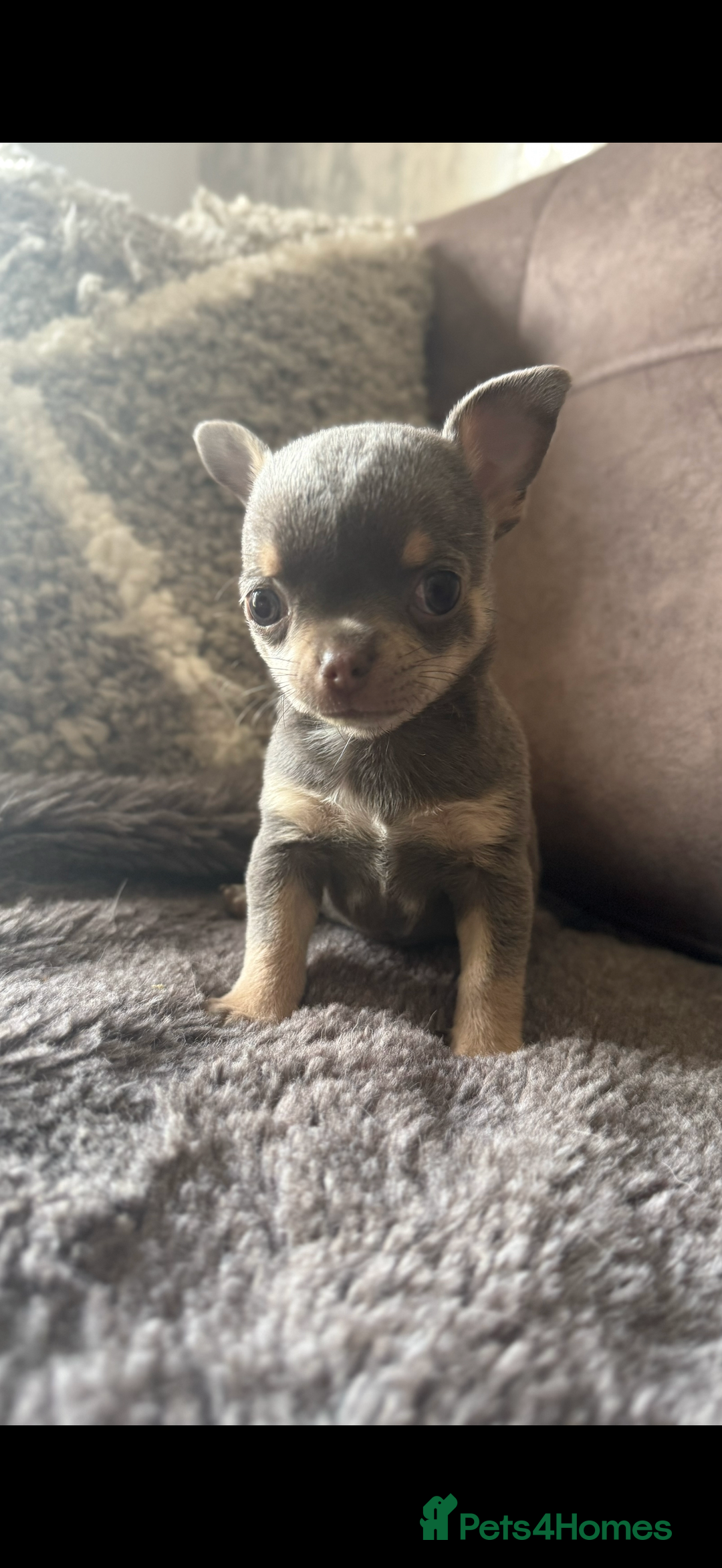 Chihuahua dogs for sale: Small Lilac Chihuahua looking for forever home - Image 2