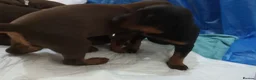 Dobermann dogs for sale: Dobermann puppies - Advert 15
