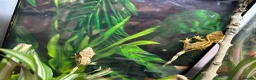 Gecko reptiles for sale: Baby Crested Geckos   - Advert 3