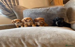 Cockapoo dogs for sale: Beautiful cockapoo - Image 1