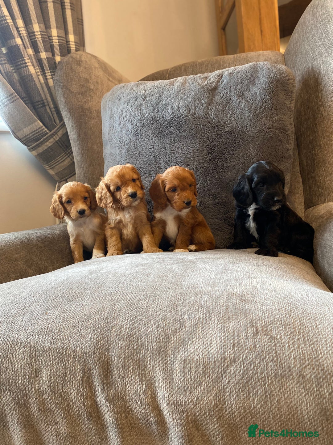 Cockapoo dogs for sale: Beautiful cockapoo - Image 1