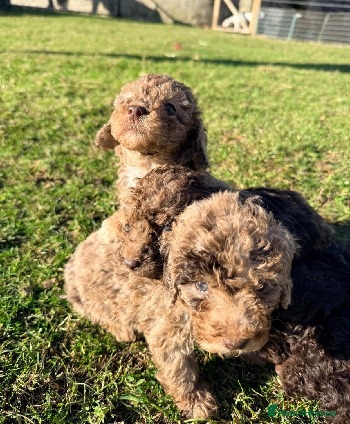 Miniature Poodle dogs Gorgeous Miniature Poodle Pups - Advert 6