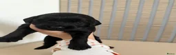 Labradoodle dogs for sale: Gorgeous labradoodle puppies!🐶  - Advert 3