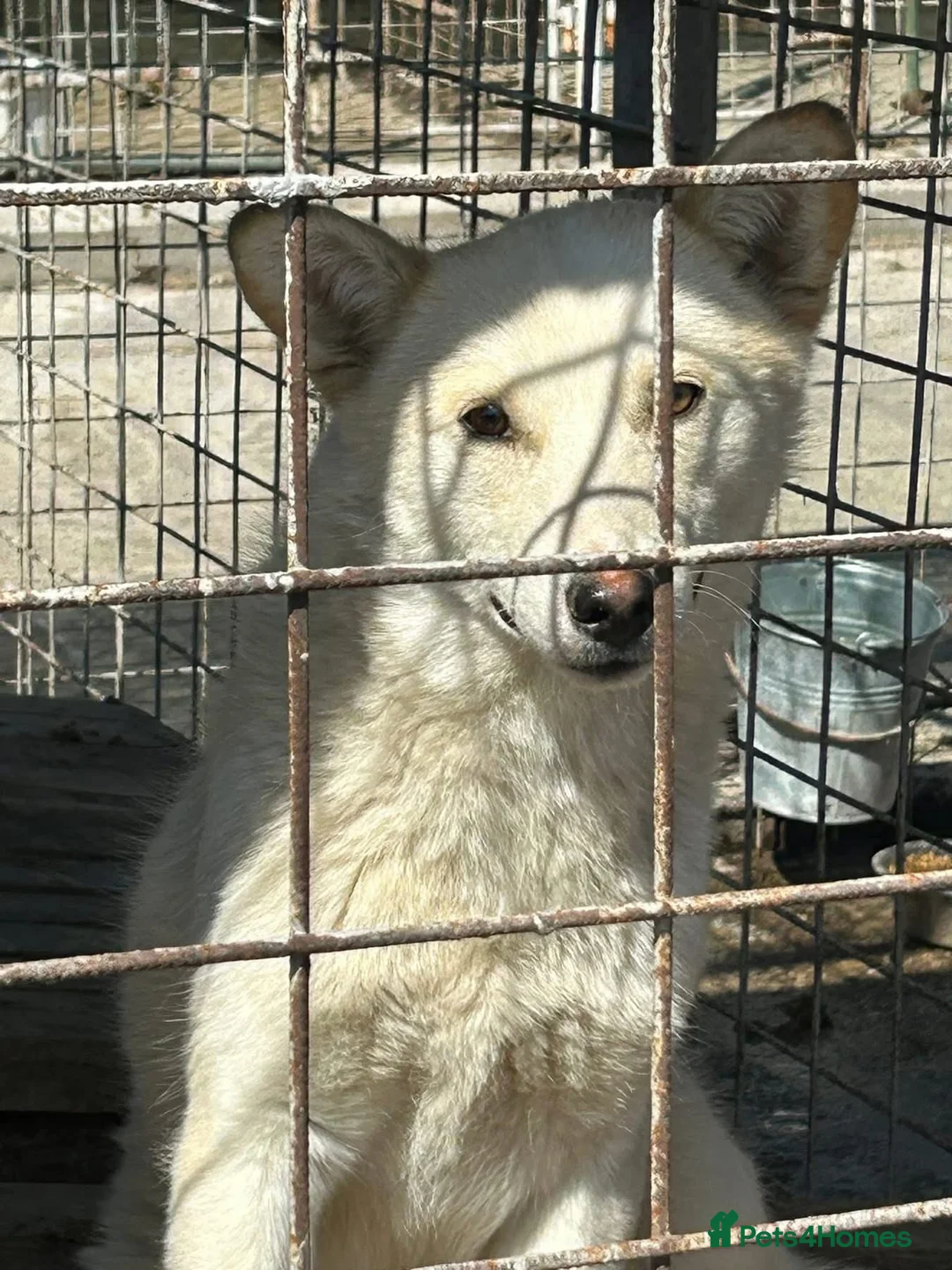 Mixed Breed dogs for adoption: Song - Norwich Norfolk  - Advert 3