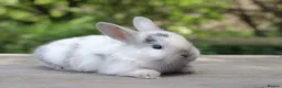 Angora rabbits for sale:     Beautiful Baby Angora Cross Rabbits - Advert 5