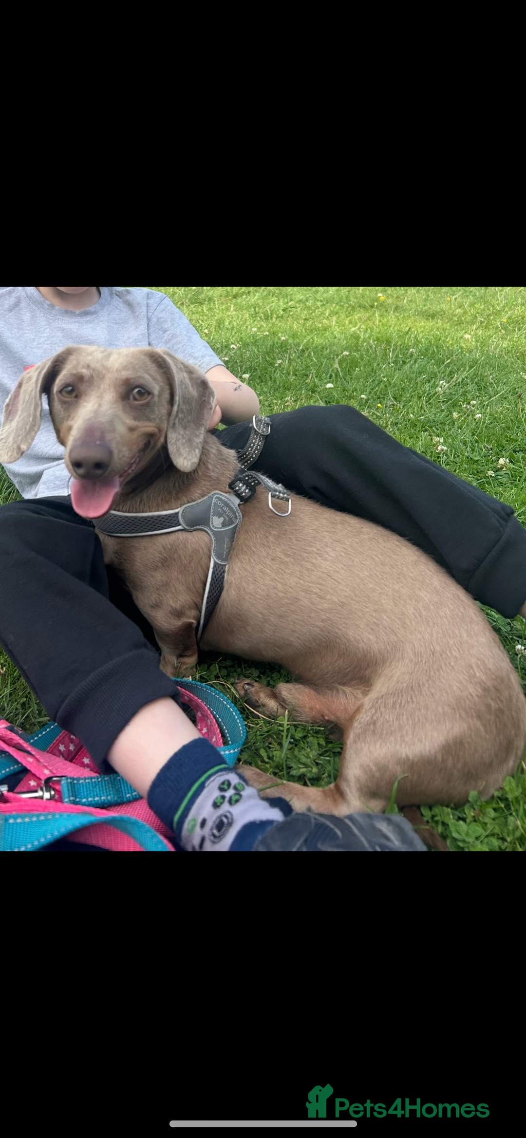 Miniature Dachshund dogs for stud: Mini dachshund STUD - Advert 2