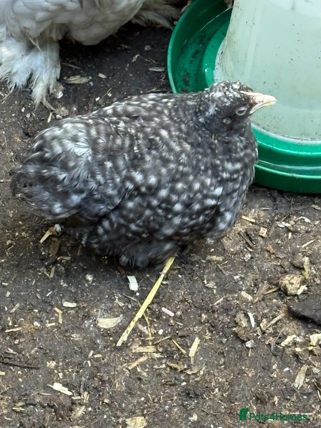 Chickens poultry for sale: Beautiful cuckoo pekin pullets Sexed hens 7 weeks  - Advert 1