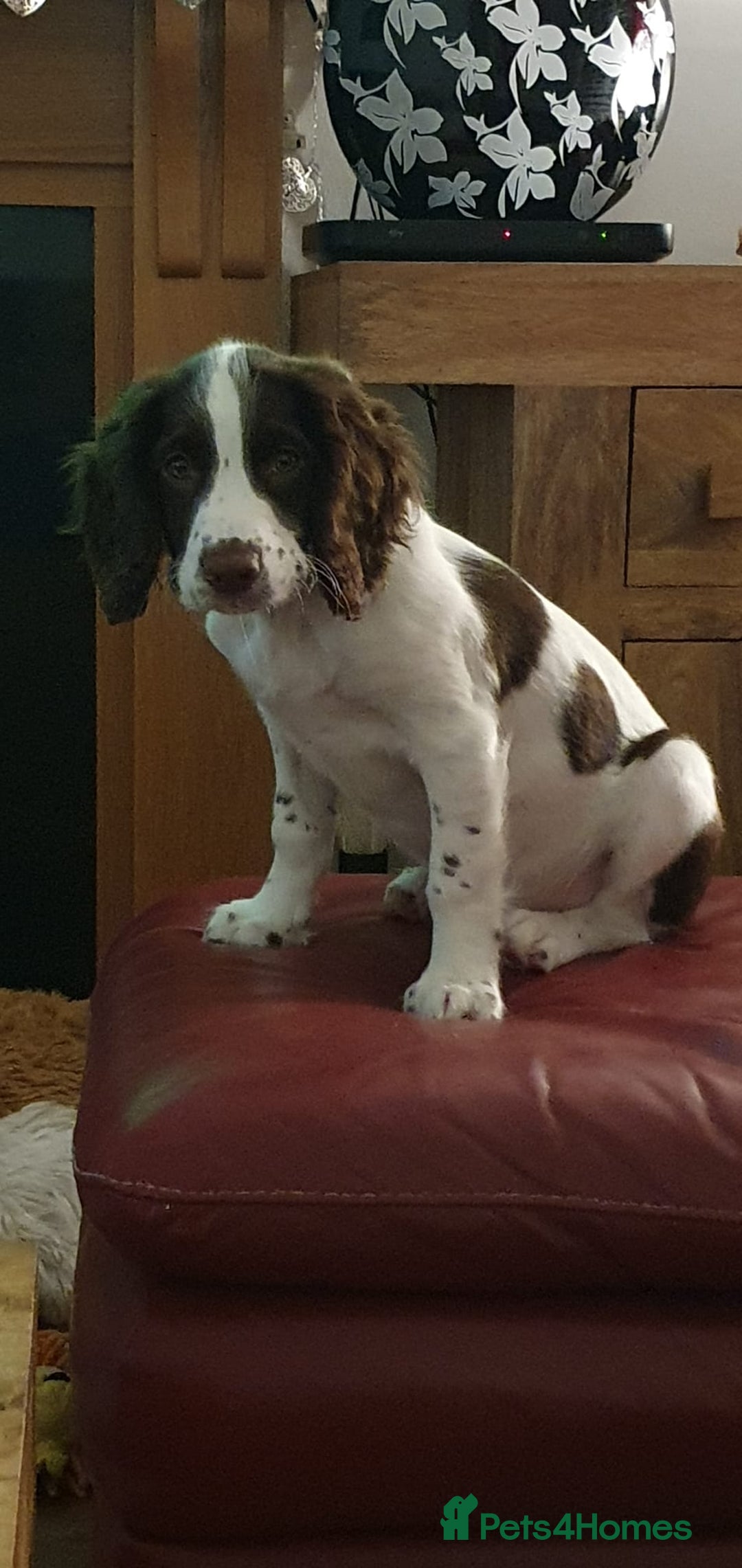 English Springer Spaniel dogs for stud: English springer spaniel for stud. - Image 2