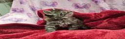 Bengal cats for sale: Bengal kitten's mix - Advert 21