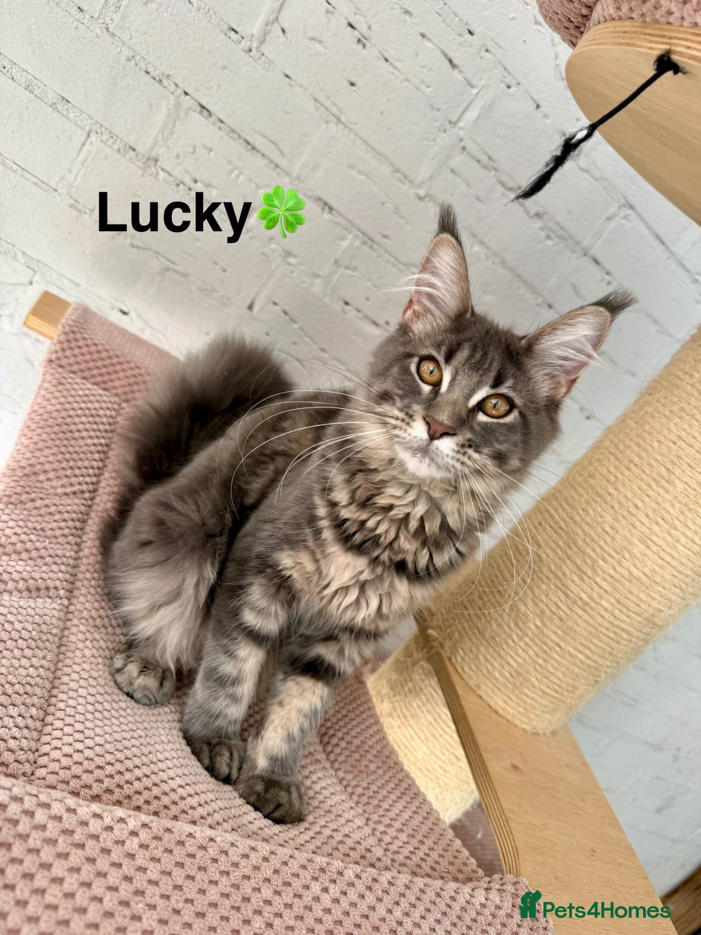 Maine Coon cats Pedigree Massive TICA registered kittens  - Advert 1