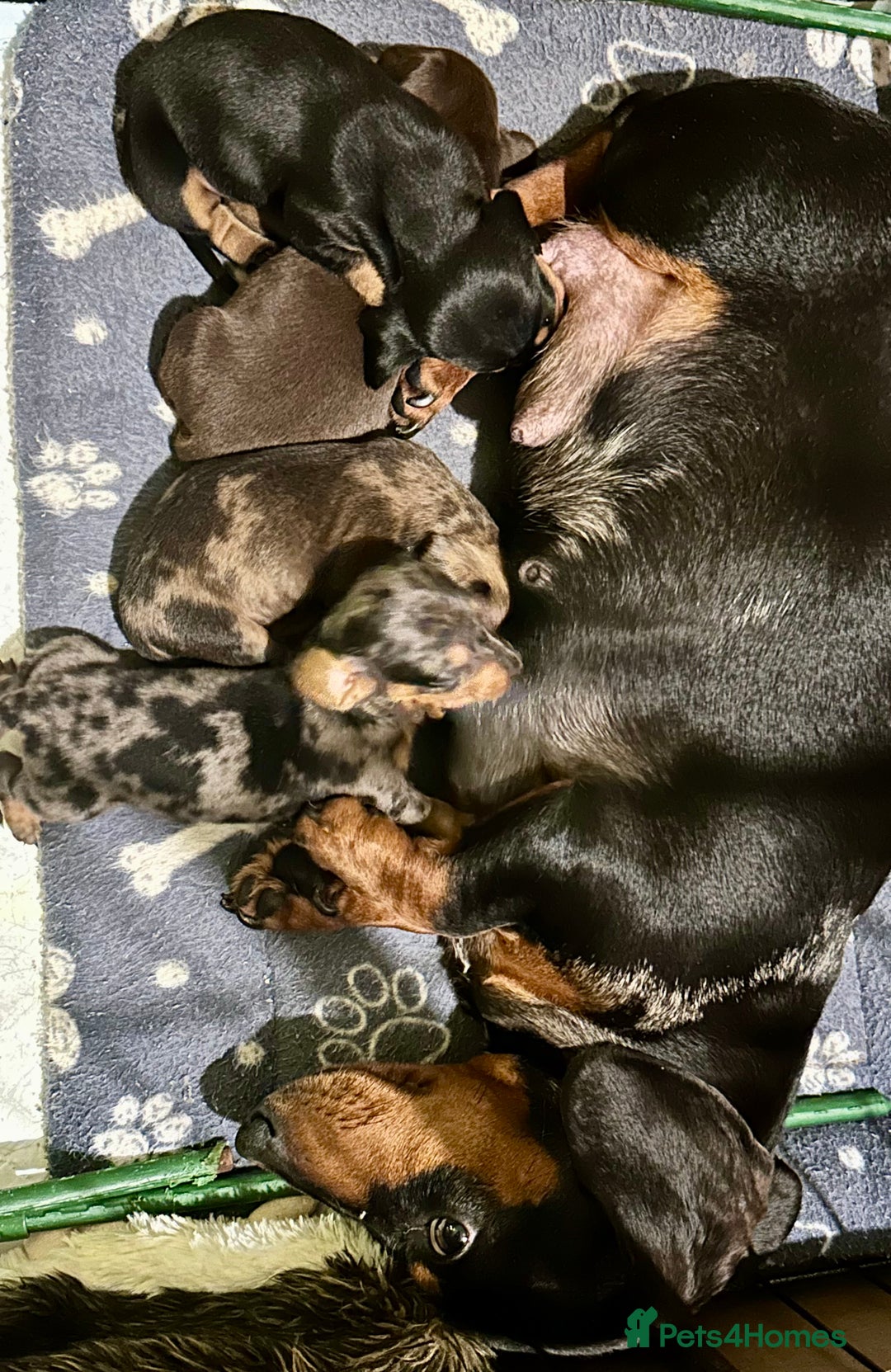Miniature Dachshund dogs for sale: 4 KC Reg Miniature Dachshund - 3 Boys & 1 Girl - Advert 14