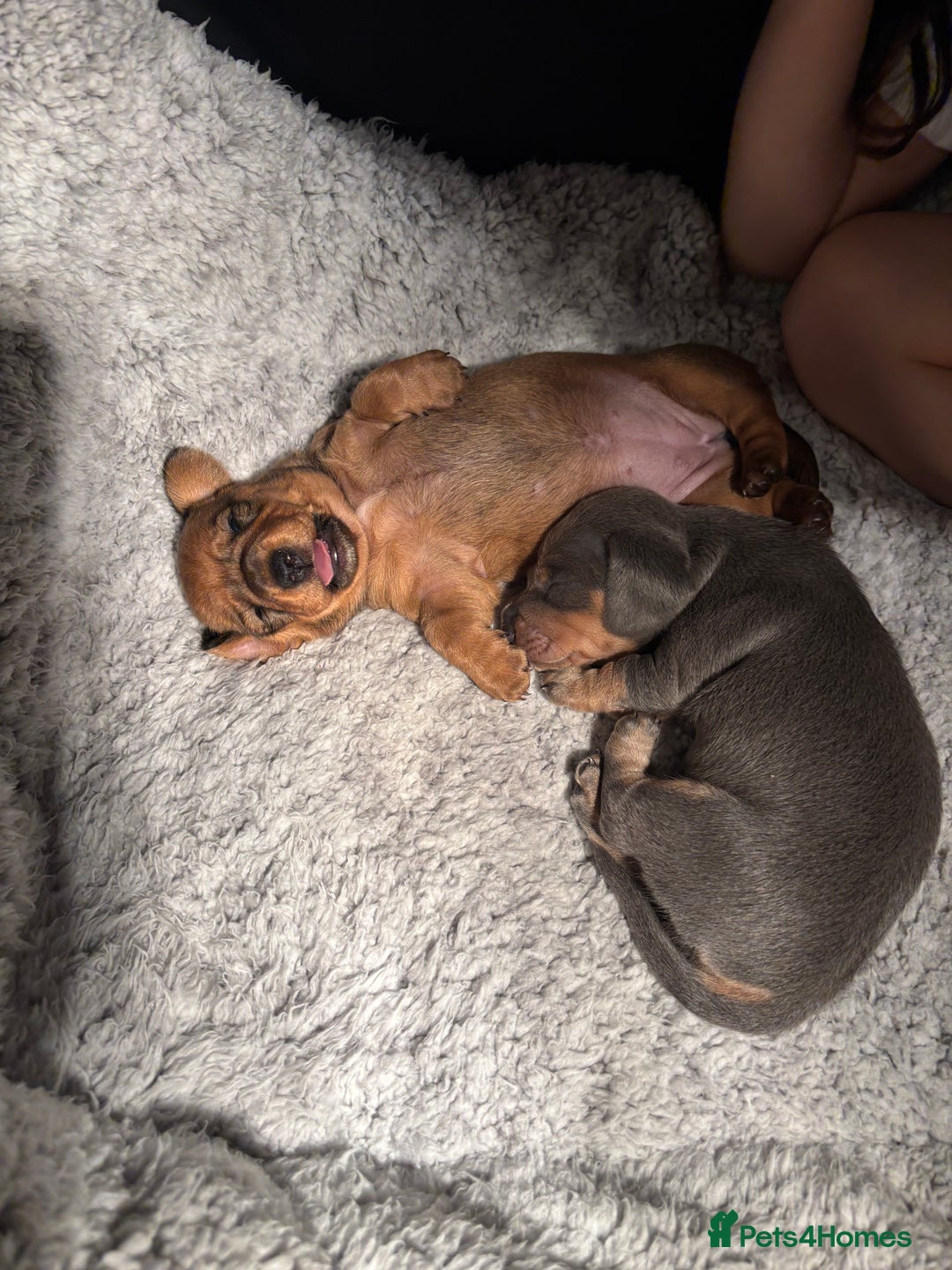 Miniature Dachshund dogs for sale: Miniature dachshund (1 girl left) - Advert 13