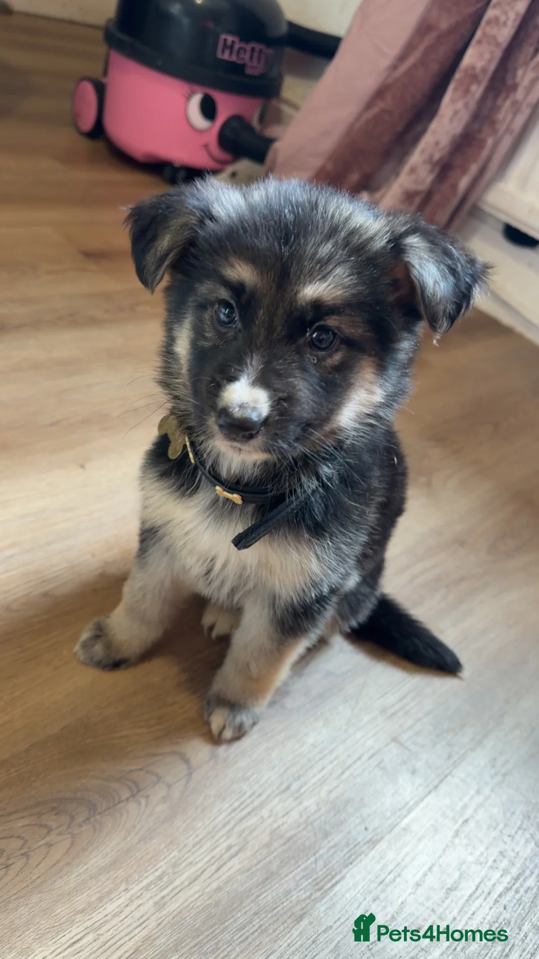 German Shepherd dogs for sale: KC REG GSD GIRL PUP 8 WEEKS OLD READY NOW⭐️✨ - Advert 14