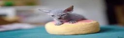 Sphynx cats for sale: Gorgeous silver Sphynx girl - Advert 22