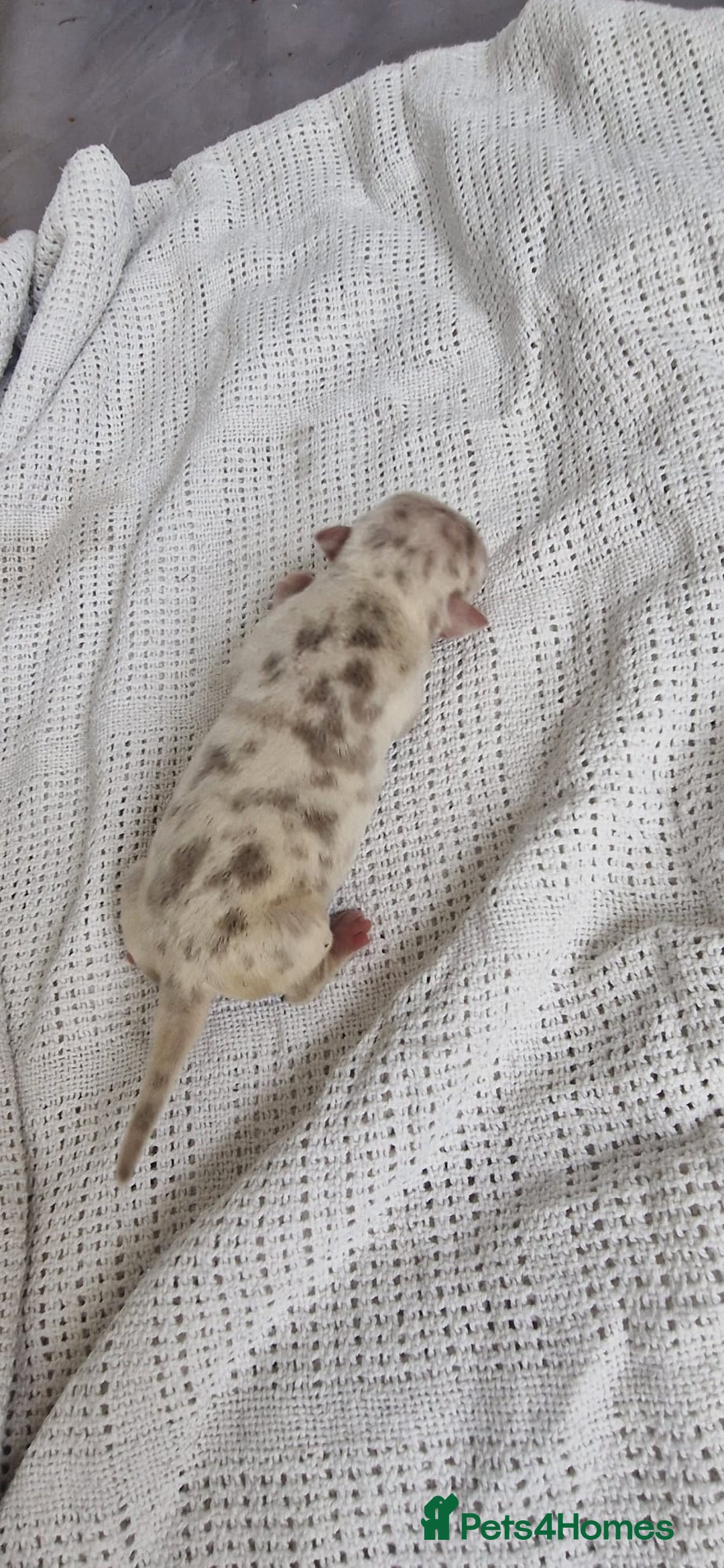 Mixed Breed dogs for sale: Top level Crossbreed pups - Image 9