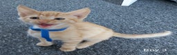 Mixed Breed cats for sale: 3 Ginger/Orange Tabby Half Bengal Kittens - Advert 2