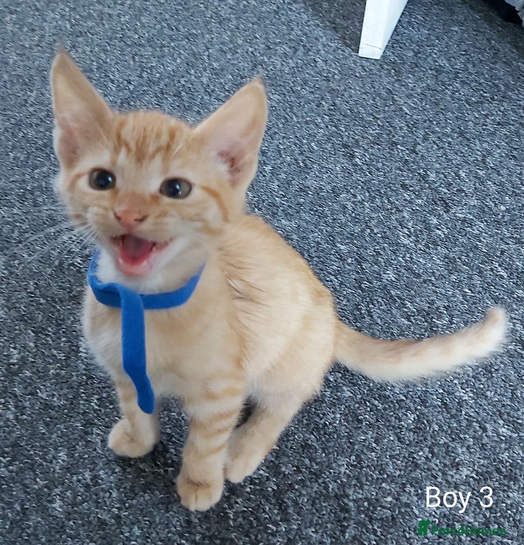 Mixed Breed cats for sale: 3 Ginger/Orange Tabby Half Bengal Kittens - Advert 2