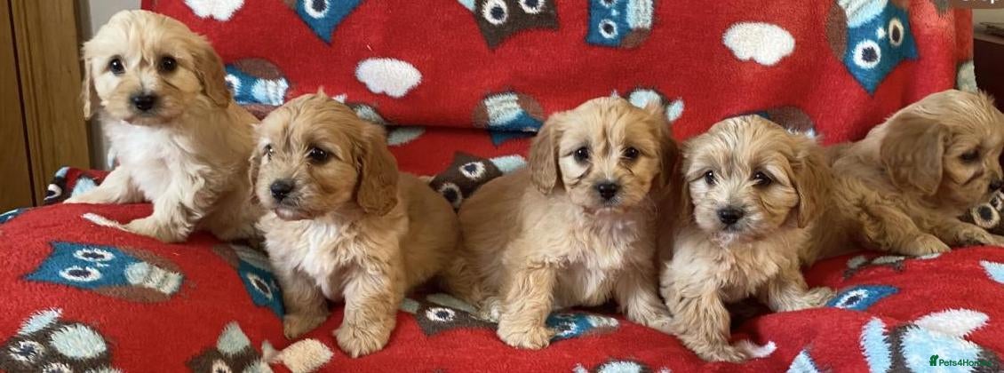 Cavapoo dogs Health tested cavapoo puppies - Advert 1