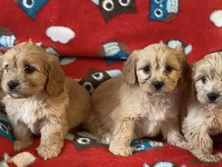 Cavapoo dogs Health tested cavapoo puppies - Advert 1