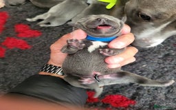 Staffordshire Bull Terrier dogs for sale: 🐶 KC Reg Staffordshire Bull Terrier Puppies 🐶 - Image 19