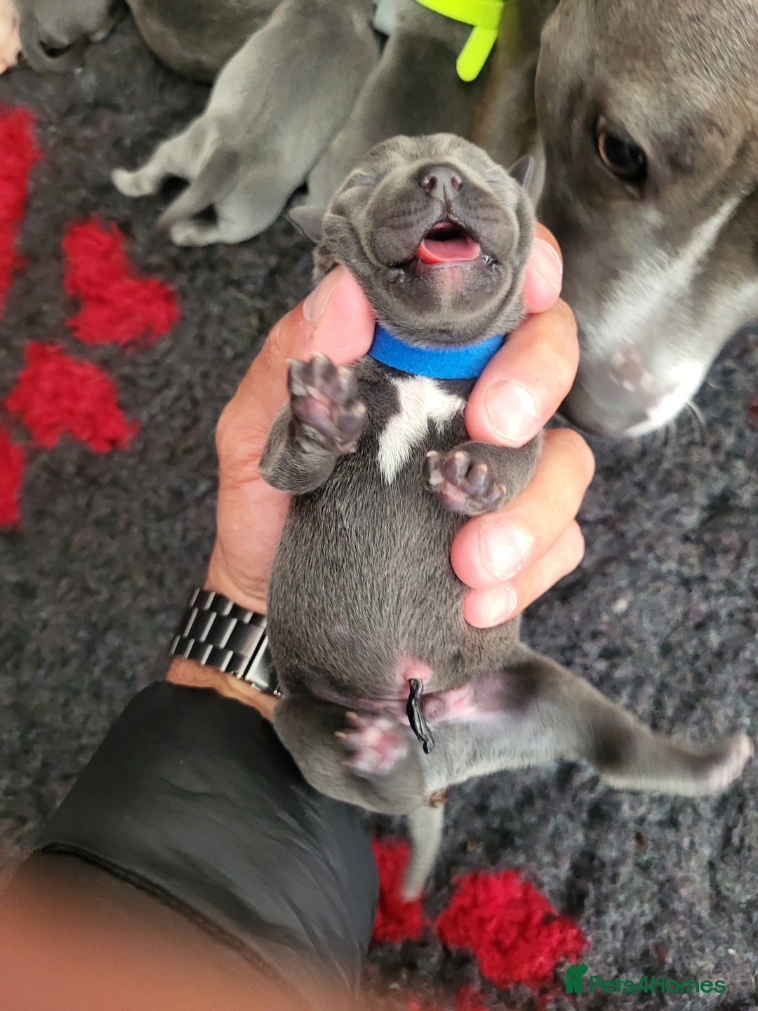 Staffordshire Bull Terrier dogs for sale: 🐶 KC Reg Staffordshire Bull Terrier Puppies 🐶 - Image 19