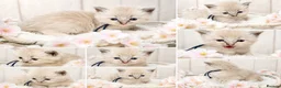 Ragdoll cats for sale: Blue Point and Mink Ragdolls  - Advert 5