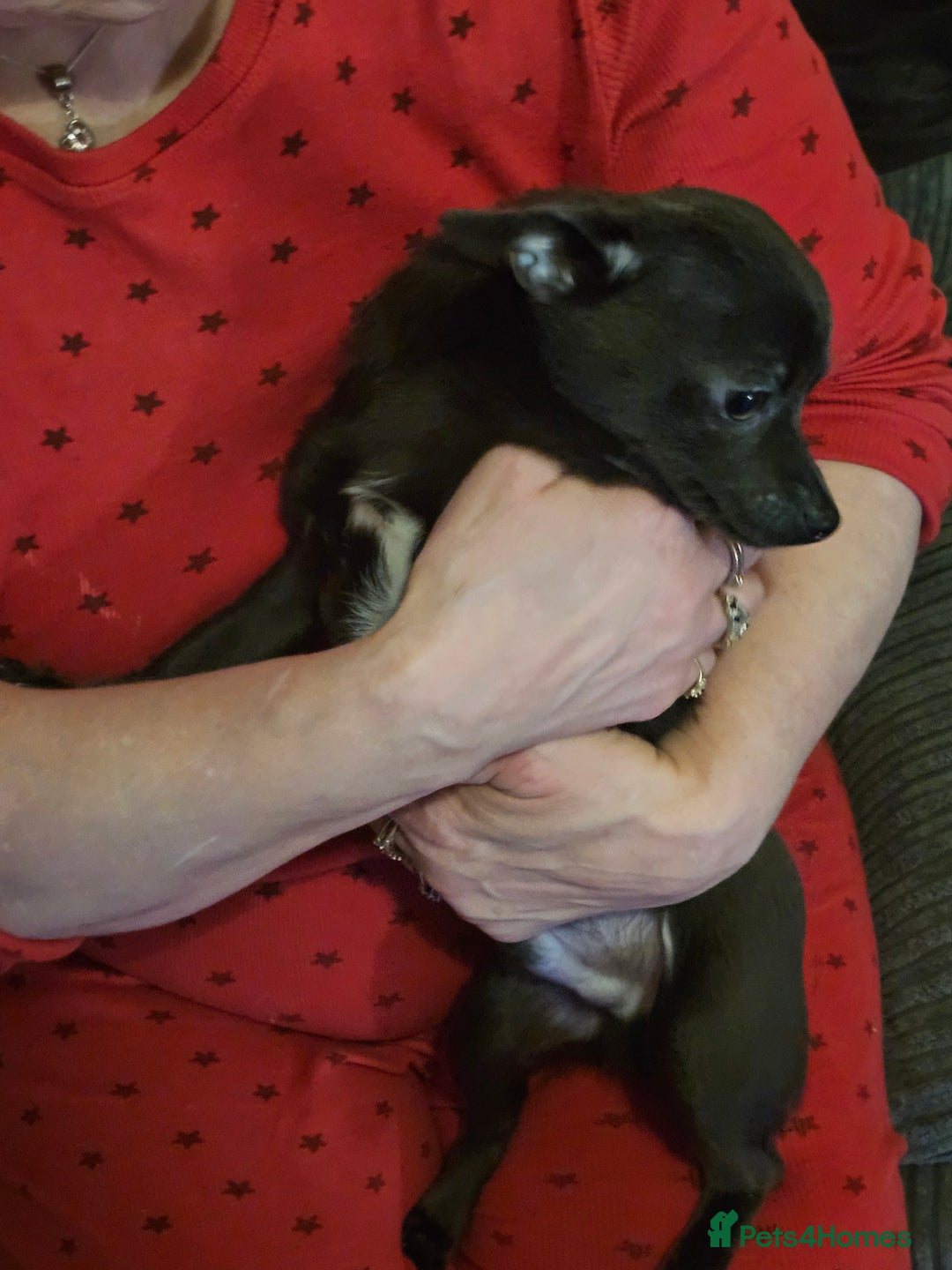 Pomchi dogs for sale: Rare blue pup looking for his forever home - Advert 2