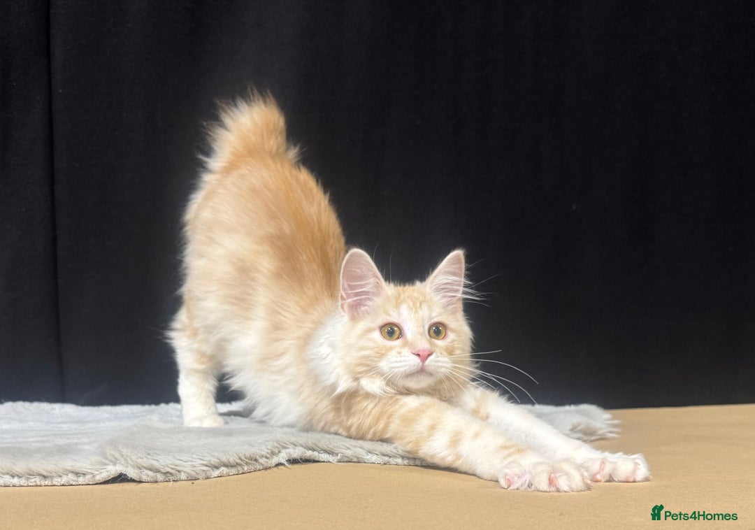 Kurilian Bobtail cats for sale: Cute purebreed Kurilian bobtail kitten available  - Image 11