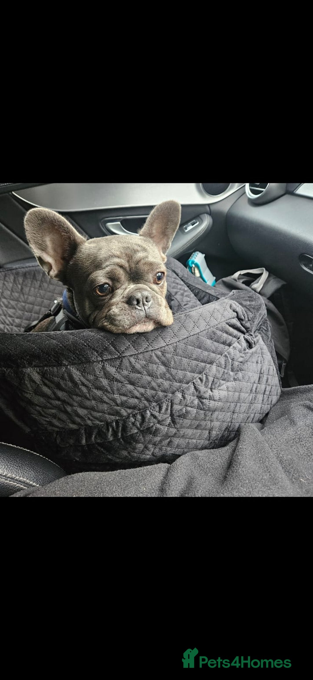 French Bulldog dogs for sale: 3 Year Old Blue Frenchie (GIRL) - Image 2