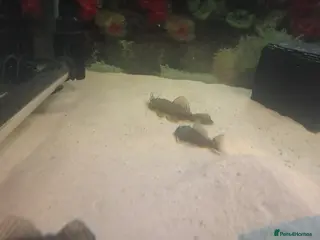 Plecos fish Baby Bristlenose Plecos - Advert 12